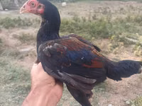 Chickens — 照片 3