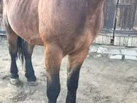 Horse (M), Horses — photo 6