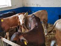 Bulle, Simmental cattle — Foto 7