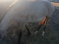 母马, Horses — 照片 2