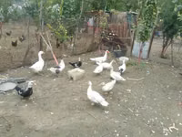 Ducks — foto 4