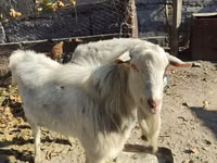 母山羊, Goats — 照片 2
