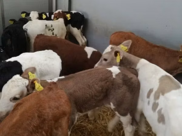 Bovinos (lote, sexo no especificado), Simmental cattle