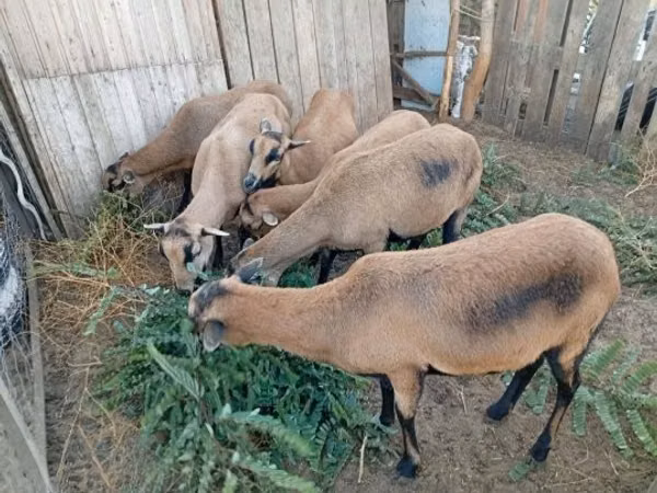 भेड़, Cameroon sheep