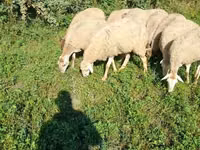 Sheep, Karabakh sheep — photo 4