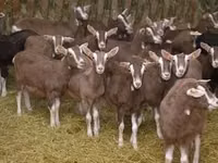 Cabra, Toggenburg goat — foto 2
