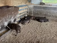 Boar — photo 4