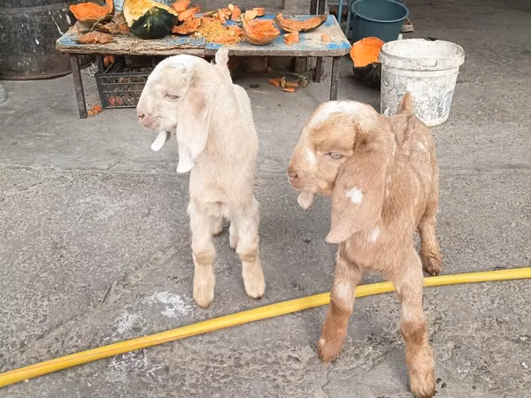 ماعز (دفعة، الجنس غير محدد), Beetal goats