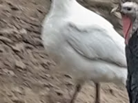 ब्रॉड ब्रेस्टेड व्हाइट — फ़ोटो 6