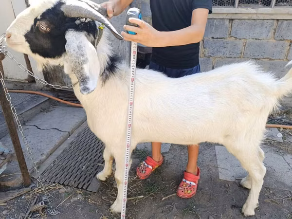 تيس, Nubian Goat