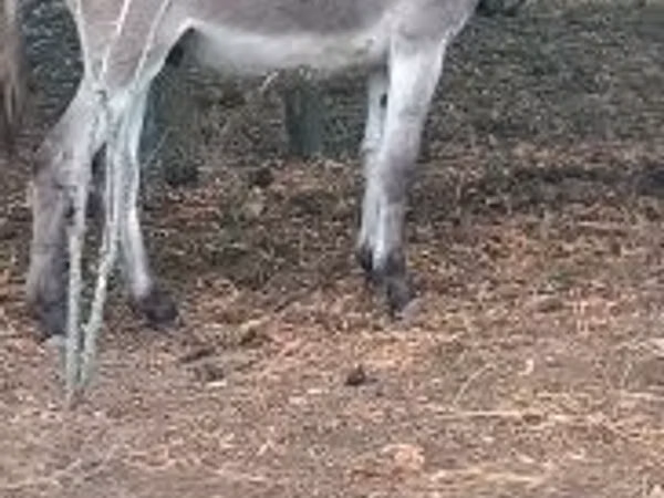 Конь, Лошади