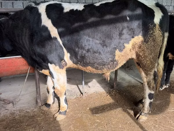 Ng'ombe (kikundi, jinsia haijatajwa), Russian Black pied cattle
