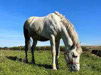 Horse (M), Horses — photo 2