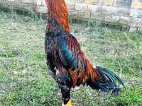 Chickens — 照片 1