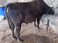 गाय, गोलस्टीन नस्ल — फ़ोटो 2