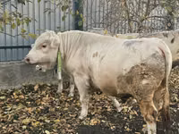 ثور, Charolais cattle — الصورة 4