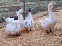 Geese — picha 3