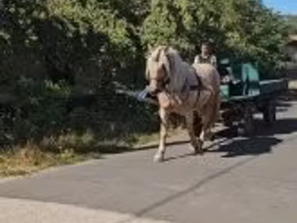 Yegua, Caballos