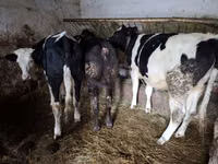Ng'ombe jike, Russian Black pied cattle — picha 8