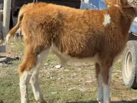 सांड, Simmental cattle — फ़ोटो 5