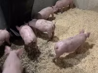 Pigs (batch, sex not specified) — photo 5
