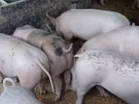 Nguruwe jike, Nguruwe — picha 1