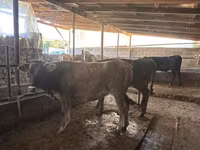 गाय, Swiss cattle — फ़ोटो 7