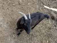 山羊（批次，未指定性别）, Goats — 照片 2