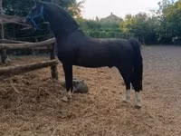 Faras, Dutch warmblood horse — sawirka 4
