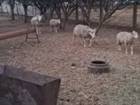 公羊, Cerry Hill sheep — 照片 5