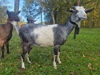 Ziege, Alpine goat — Foto 2