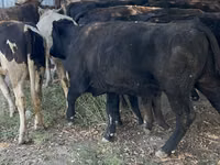 Bull, Aberdeen-Angus — photo 2