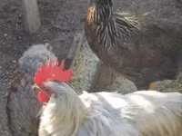 Chickens — 照片 1