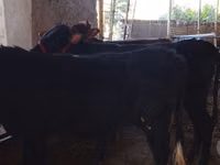 牛只（批次，未指定性别）, Cattle — 照片 8