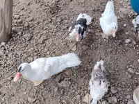 Ducks — फ़ोटो 1