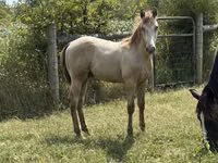 घोड़ा, Kentucky mountain daddle horse — फ़ोटो 6