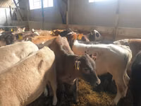 Ng'ombe dume, Simmental cattle — picha 4