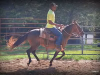 Stute, Standardbred — Foto 8