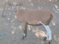 Ri’ dhaddig, Goats — sawirka 1
