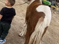 Mare, Horses — photo 3