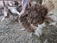 بوربون الأحمر — الصورة 1