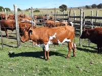 गाय, Nguni cattle — फ़ोटो 8