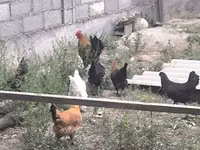 Chickens — फ़ोटो 8