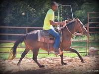 Stute, Standardbred — Foto 7