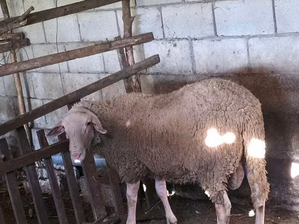 公羊, Lacaune sheep