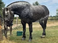 Horse (M), Horses — photo 3