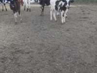 بقرة, Russian Black pied cattle — الصورة 2
