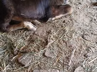 Cow, Alatau breed — photo 2