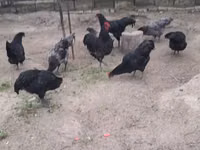 Australian Pit Game fowl — sawirka 4