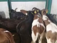 Toro, Ganado vacuno — foto 1